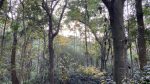 Cauvery Trio - Image 2