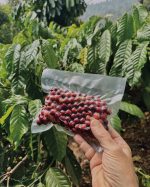 Skia Surprise - Image 3