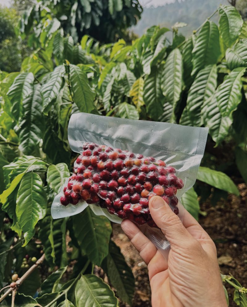 Skia Surprise - Image 3